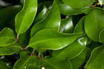 Glossy privet